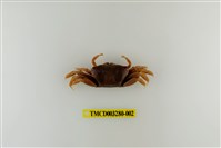 藏品(弧邊管招潮蟹)的圖片